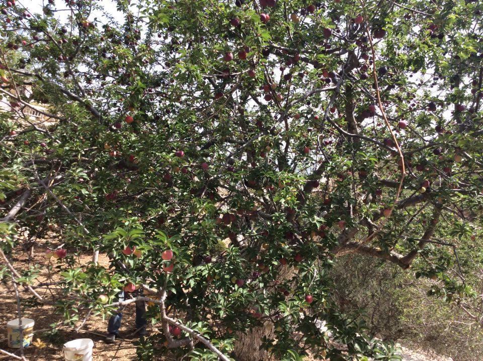 La Villa Di Zazopetra Menetaí Dış mekan fotoğraf