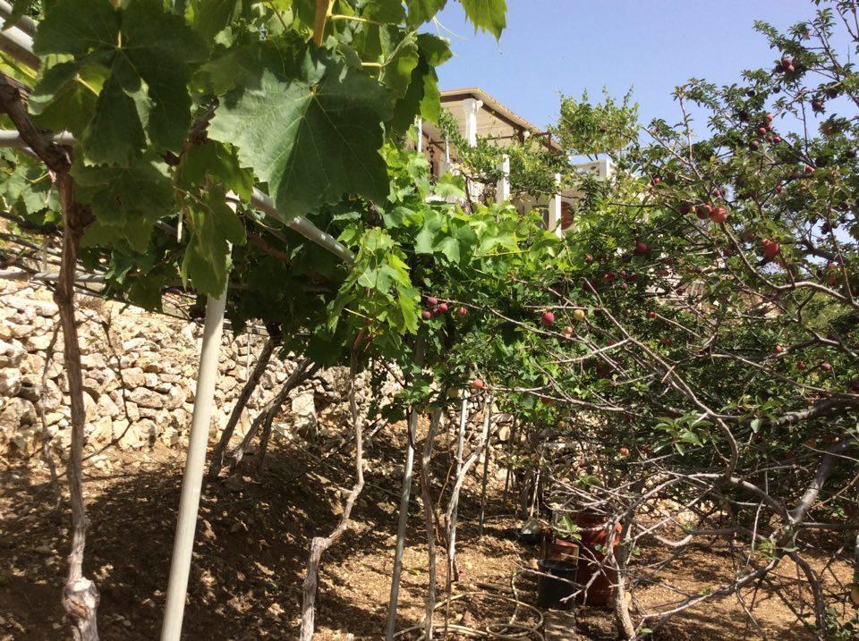 La Villa Di Zazopetra Menetaí Dış mekan fotoğraf